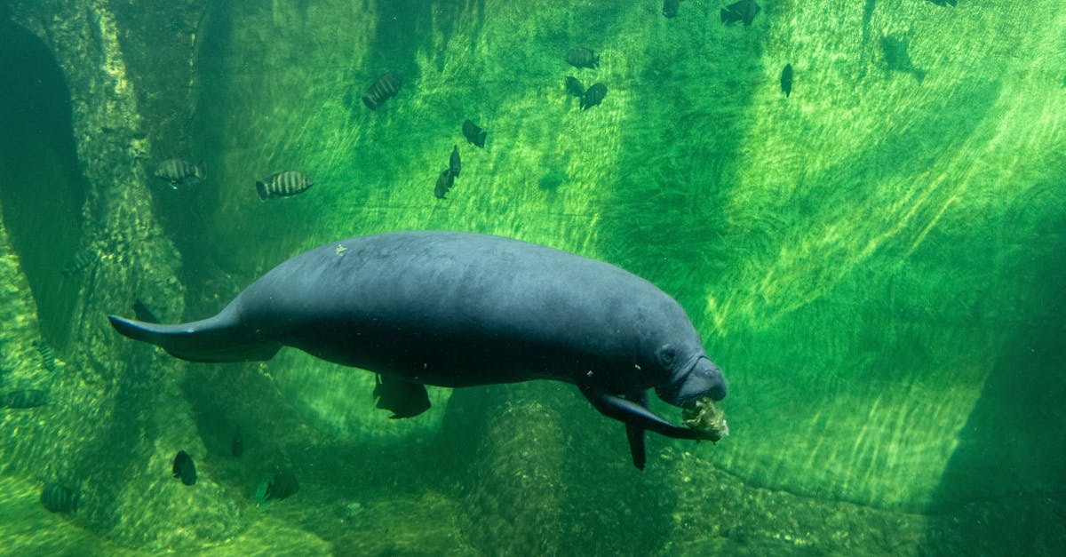 Sea Turtle Nesting Season Has Locals Alarmed by the Sudden Appearance of Tiny Sand Construction Projects on North Florida Beaches
