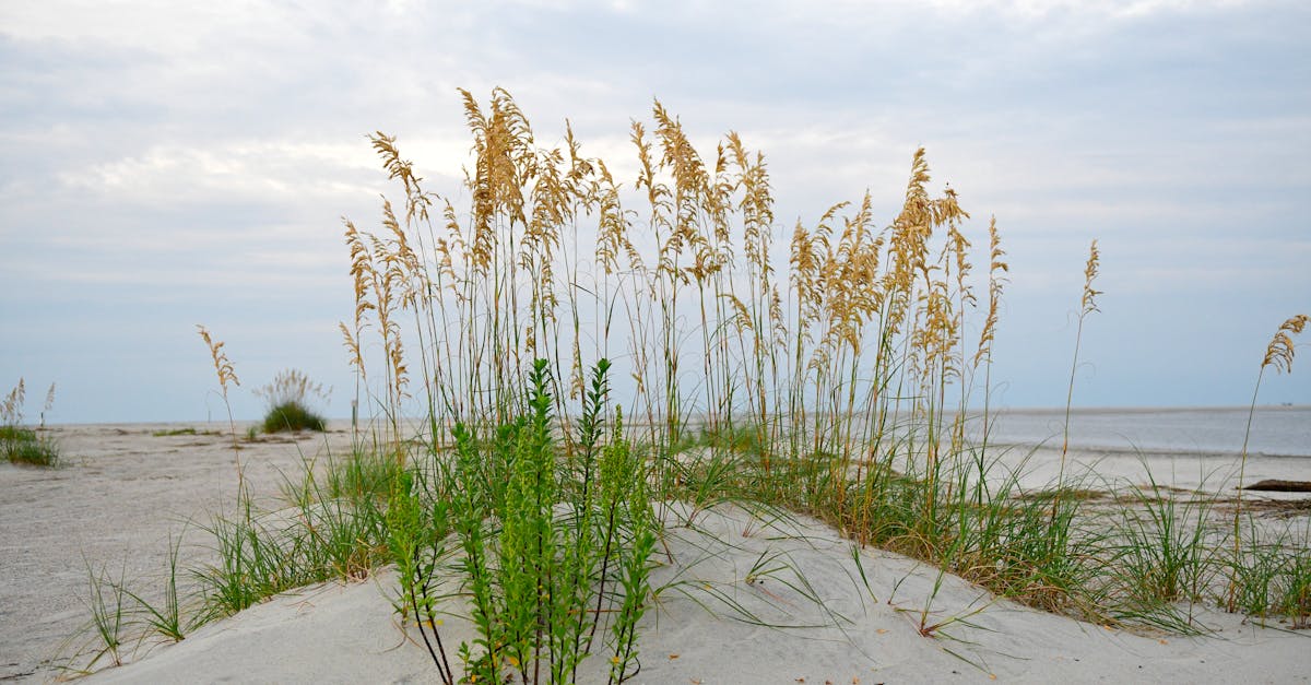 Jacksonville Beach or Ponte Vedra Beach? How the Local Vibe Shapes Your Perfect North Florida Escape