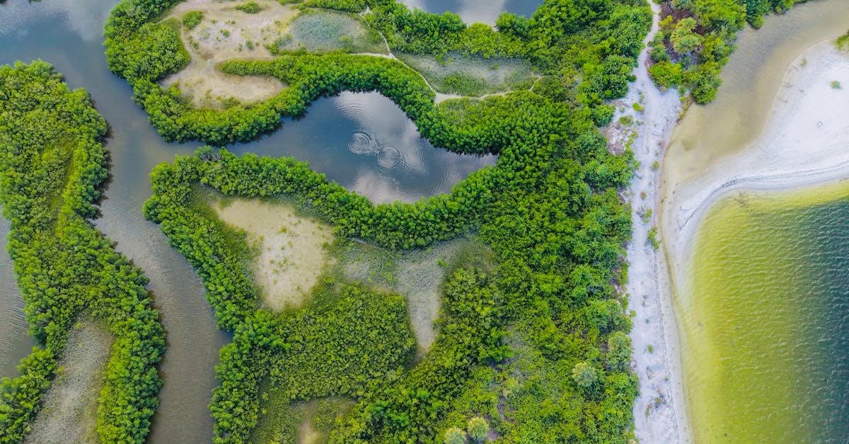 Rethinking “Conservation” in North Florida: When North Florida Land Trust Conservation Easements Need a Reality Check