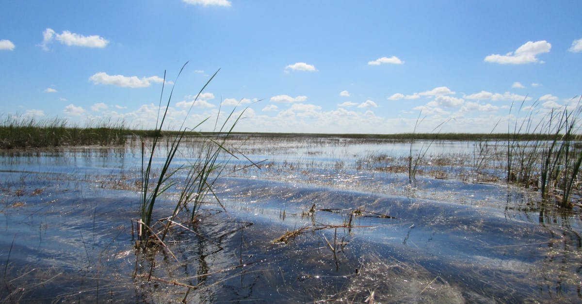 North Florida Springs Are Changing—And It’s Making Freshwater Fishing Terrifyingly Worse