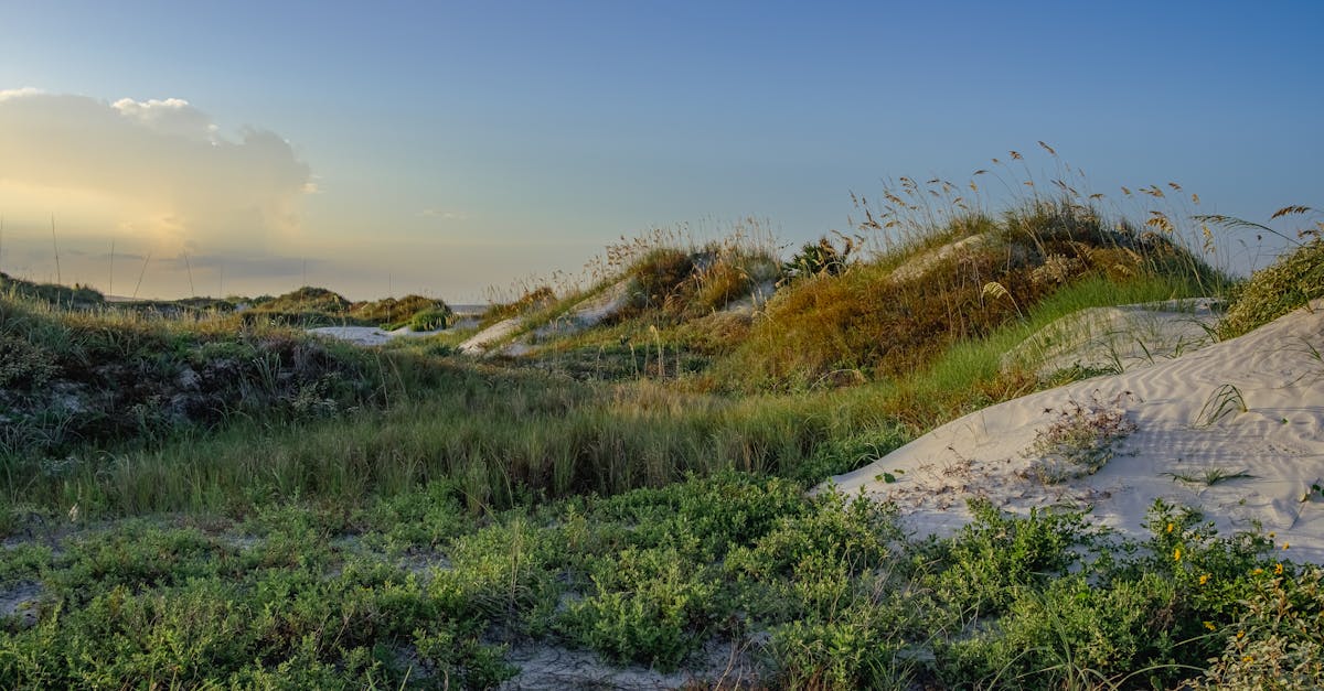 Trails That Are Shaping Ocala National Forest Right Now: A Springs, Hiking, and Camping Guide for 2026